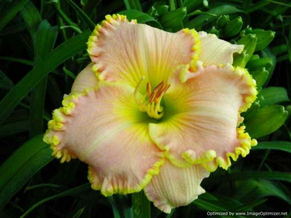 Spacecoast Southern Belle